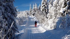 skiløper nordmarka (Foto: Åserud, Lise/SCANPIX) skiløper nordmarka (Foto: Åserud, Lise/SCANPIX)