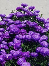 Aster (Foto: Brynjulv Litlere/Blomsterinfo) Aster (Foto: Brynjulv Litlere/Blomsterinfo)