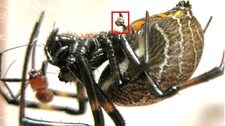 Nephilengys malabarensis (Foto: D. Li et al., Biol. Lett.)