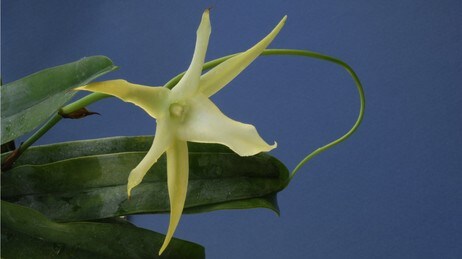 Darwin-orkide (Foto: Per Aas, Naturhistorisk museum. )
