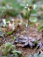 Vårskrinneblomst (Foto: NASA / NTNU)