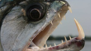 Elvemonster: Kjøttetande fisk i Amasonas 09.11.2010
