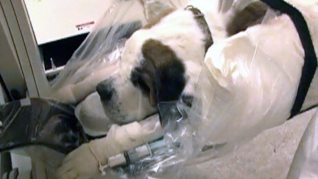 Hunden Gulli   (NRK)