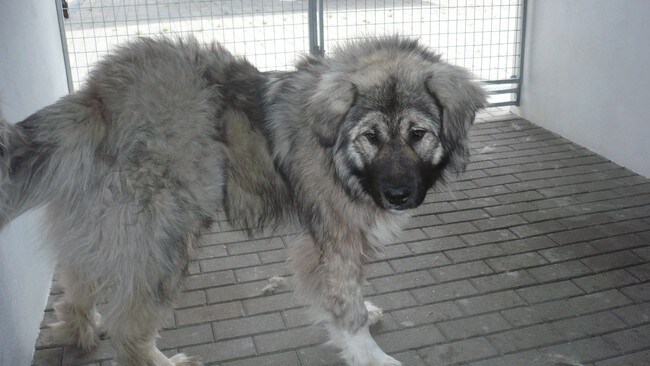 En av �sneshundene p� kennel