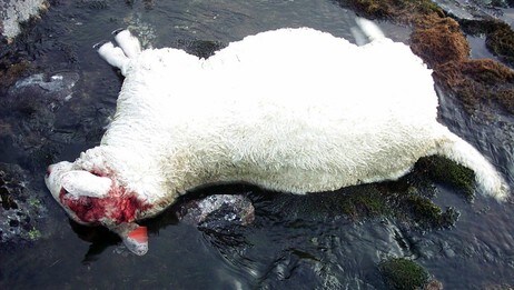Sau drepen av jerv (Foto: Statens naturoppsyn.)