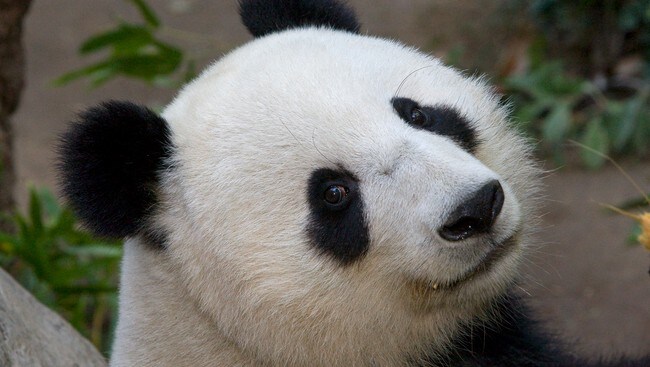 Pandabjørn (Foto: Ken Bohn/AP) Pandabjørn (Foto: Ken Bohn/AP)