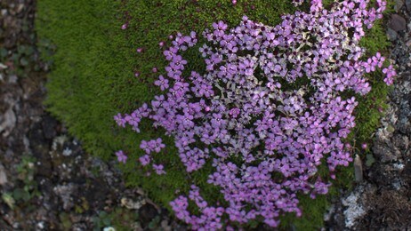 Fjellsmelle (Foto: NRK)