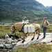 To ganger i uken fraktes ferskmat til hytta på kløvhest