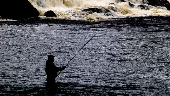 Laksefiske (Foto: Yngve Tørrestad/NRK) Laksefiske (Foto: Yngve Tørrestad/NRK)