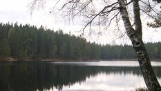 Hvitsteinstjern