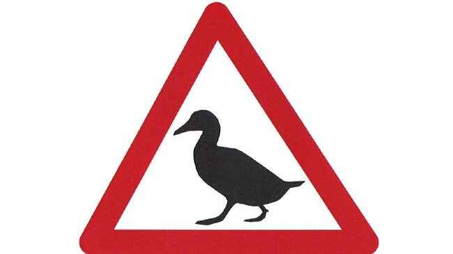 Ærfugl Ærfugl