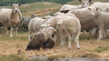 Sauene hilser på havørnen (Foto: Alv Nesse)