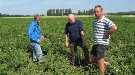 Fylkesagronom i Hedmark Lars M Hagen (f.v), jordbrukssjef Ivar Solberg, Håvard Haugsbø. (Foto: Vera Wold/NRK)