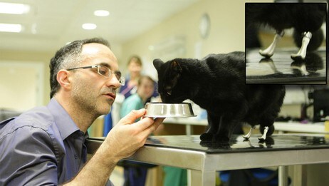 Noel Fitzpastrick med katten Oscar som er den første i verden med kunstig robot-ben. (Foto: Johnny Green /PA Photos) Noel Fitzpastrick med katten Oscar som er den første i verden med kunstig robot-ben. (Foto: Johnny Green /PA Photos)