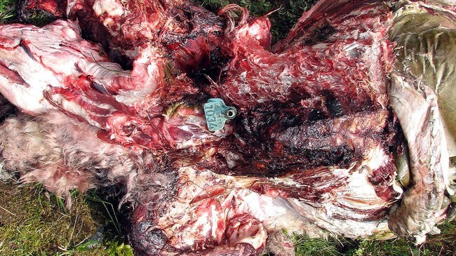 Sau drepen av bjørn i Fjærland. (Foto: Einar Fortun) Sau drepen av bjørn i Fjærland. (Foto: Einar Fortun)