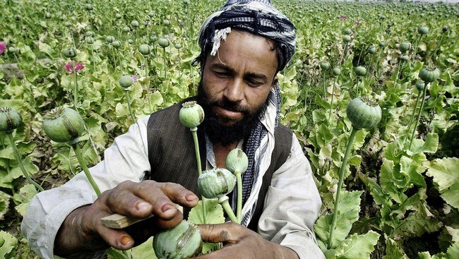 Opiumsbonde i Afghanistan (Foto: SHAH MARAI/AFP) Opiumsbonde i Afghanistan (Foto: SHAH MARAI/AFP)