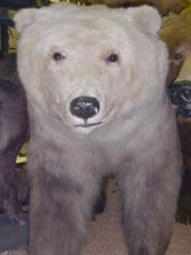 Grizzly-isbjørn hybrid (Foto: cc/wikipedia commons) Grizzly-isbjørn hybrid (Foto: cc/wikipedia commons)