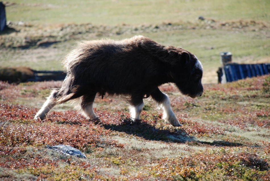 Moskuskalv på tur i Grimsdalen sep 2007. Han var på tur uten moren sin. Mon tro hvordan det gikk med denne søte fyren?