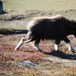 Moskuskalv på tur i Grimsdalen sep 2007. Han var på tur uten moren sin. Mon tro hvordan det gikk med denne søte fyren?