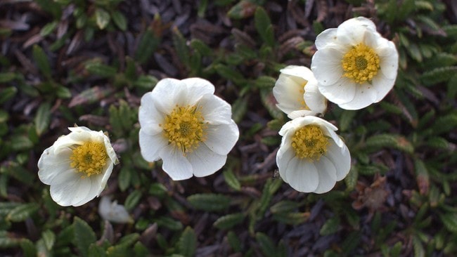 Reinrose (Foto: NRK)