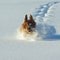 Setteren Nico i full utfoldelse i løssnøen i Fåberg Vestfjell, selvfølgelig før båndtvangen 1. april. Setteren Nico i full utfoldelse i løssnøen i Fåberg Vestfjell, selvfølgelig før båndtvangen 1. april.
