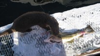 Tam oter på Buvåg i Hamarøy. (Foto: Stein Normann Buvåg) Tam oter på Buvåg i Hamarøy. (Foto: Stein Normann Buvåg)