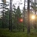 Morgensola titter gjennom skogen ved Lauvtjern
