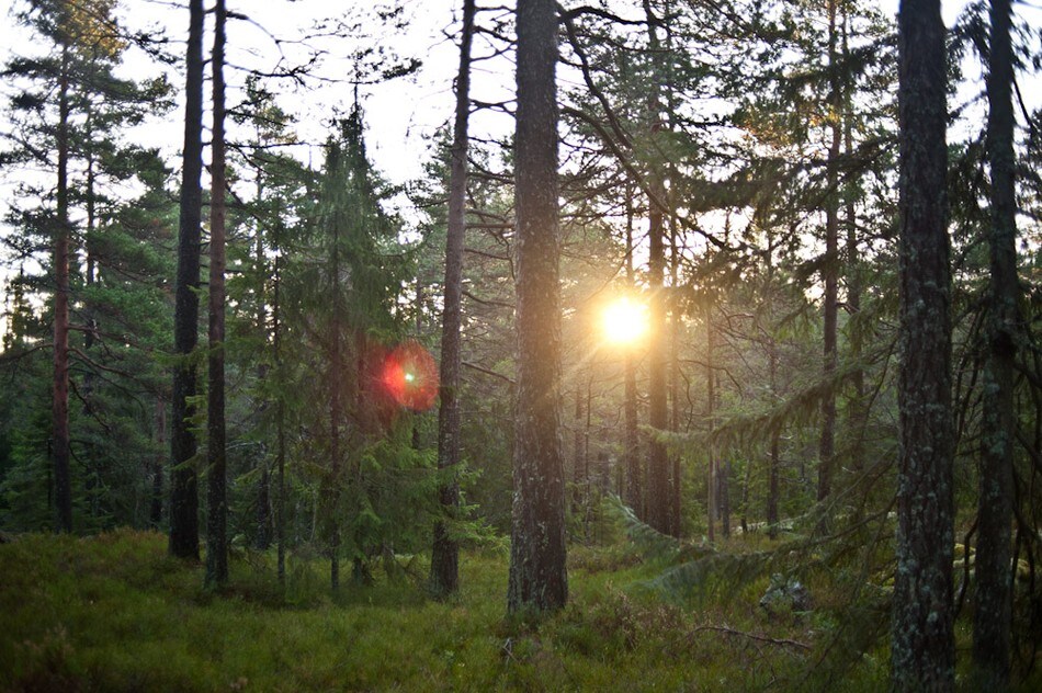 Morgensola titter gjennom skogen ved Lauvtjern