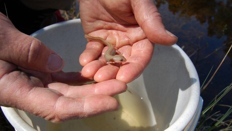 Neoten salamander (Foto: Jørn Enger/NRK) Neoten salamander (Foto: Jørn Enger/NRK)