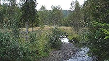Norsk natur. (Foto: NRK Trøndelag./NRK)