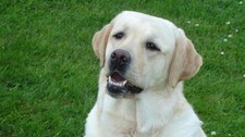 Verdens vakreste labrador (Foto: Privat) Verdens vakreste labrador (Foto: Privat)