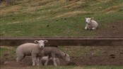 Våren har kommet til Jæren - Etter en knallhard vinter har vi endelig fått litt smak av vår. Og selv om bøndene på Jæren ennå har bekymringer, har de siste dagene gitt kimen til gode vårfornemmelser.
