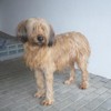 Den andre Åsnes-hunden som dyrevernnemda vil avlive. Den andre Åsnes-hunden som dyrevernnemda vil avlive.