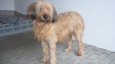 Den andre Åsnes-hunden som dyrevernnemda vil avlive.