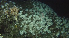 En stor koloni av Lophelia pertusa er funnet utenfor Frohavet (Foto: MAREANO/Havforskningsinstituttet) En stor koloni av Lophelia pertusa er funnet utenfor Frohavet (Foto: MAREANO/Havforskningsinstituttet)