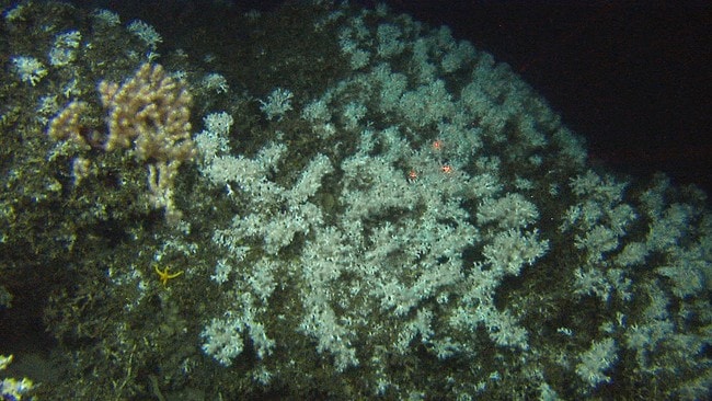 En stor koloni av Lophelia pertusa er funnet utenfor Frohavet (Foto: MAREANO/Havforskningsinstituttet)