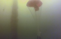 Video 6bce2411-cf02-4fc1-8f8f-b59509b549d8.jpg (Foto: Nyhetsspiller) Video 6bce2411-cf02-4fc1-8f8f-b59509b549d8.jpg (Foto: Nyhetsspiller)