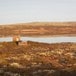 Lyngbua 8.11.2011 i fint høstvær