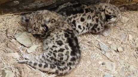 Snøleopardunger (Foto: Õrjan Johansson/Nordens Ark) Snøleopardunger (Foto: Õrjan Johansson/Nordens Ark)