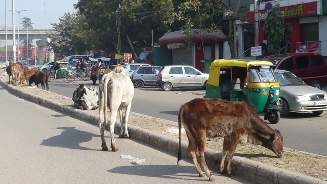 Kuer i New Delhi (Foto: Joar Hoel Larsen/NRK)