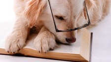 Hund (Foto: Colourbox) Hund (Foto: Colourbox)
