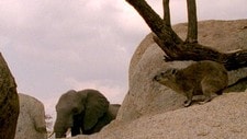 Elefant og klippegrevling. (Foto: Foto/Copyright: BBC)