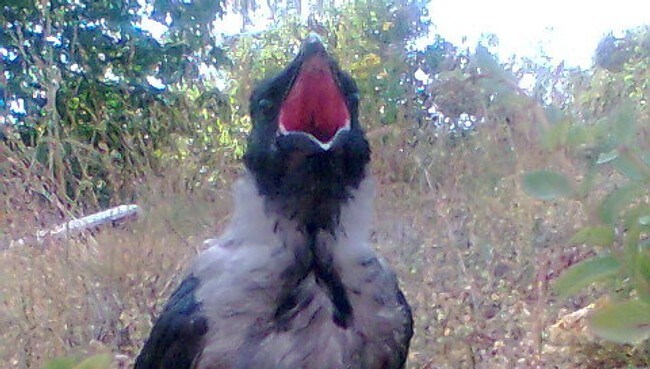 Kråke (Foto: Line)