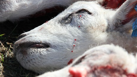 Lam drept av hund (Foto: Thomas Nikolai Blekeli/NRK)