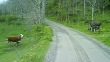 Elg (Foto: Helge Hørta)