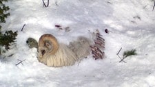 Sau ligger død i snøen (Foto: Mattilsynet)