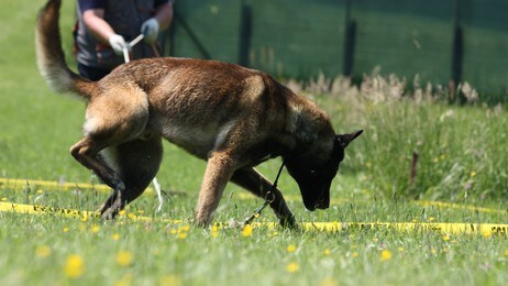 Her øver en kommende minehund på minesøk (Foto: Ulrik Rongved Amundsen)