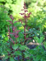 Astilbe (NRK) Astilbe (NRK)