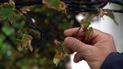 Brune trær - Mange trær langs veiene på Jæren har fått skader og ser brune ut. Det kan minne mer om høst enn sommer og skyldes vær og vind mener forskere.