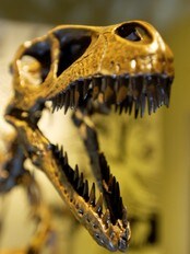 For 65 millioner år siden var 'Stan', en 13 meter lange Tyrannosaurus rex (Foto: Thomas Bjørnflaten/Scanpix) For 65 millioner år siden var 'Stan', en 13 meter lange Tyrannosaurus rex (Foto: Thomas Bjørnflaten/Scanpix)